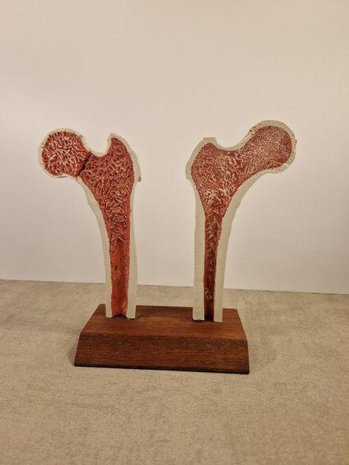 Anatomisch model - kunststof - 1980-1990 - Anatomisch model, Antiek en Kunst, Antiek | Wandborden en Tegels