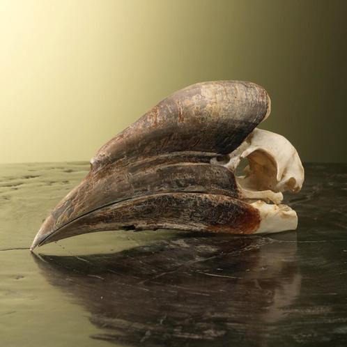 Neushoornvogel Schedel Taxidermie Opgezette Dieren By Max, Verzamelen, Dierenverzamelingen, Opgezet dier, Nieuw, Vogel, Ophalen of Verzenden