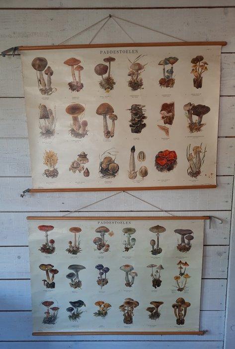 Paddestoelen - Schoolkaart (2) - Hout, Linnen, Antiquités & Art, Curiosités & Brocante