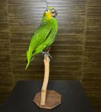 Amazone Papegaai Taxidermie Opgezette Dieren By Max, Verzamelen, Dierenverzamelingen, Ophalen of Verzenden, Nieuw, Vogel, Opgezet dier