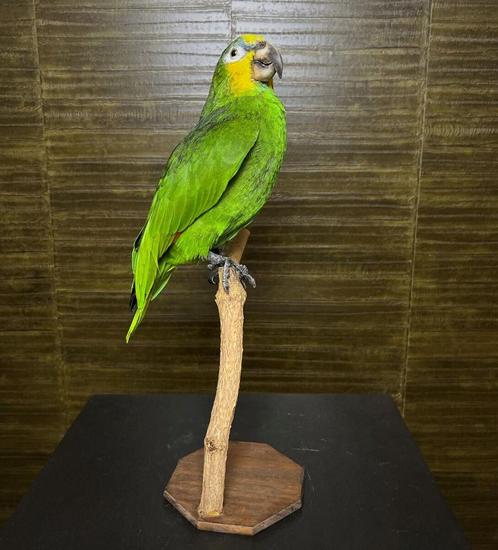 Amazone Papegaai Taxidermie Opgezette Dieren By Max, Verzamelen, Dierenverzamelingen, Opgezet dier, Nieuw, Vogel, Ophalen of Verzenden