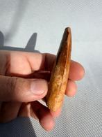 Dinosaurus - Fossiele tand - carcharodontosaurus saharicus -, Verzamelen