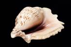 Zeeslak Sinuös Conch  Skelet - Tricornis sinuatus  ***OHNE, Antiek en Kunst