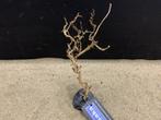 Osaka Bonsai Tree nr 7 - 15x9x27cm - aquascaping boom, Dieren en Toebehoren, Ophalen of Verzenden, Nieuw, Plant(en), Steen of Hout