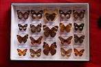 Vlinder Taxidermie volledige montage - Butterflies of Africa, Verzamelen, Dierenverzamelingen, Nieuw