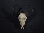 Buffalo de forêt Crâne - Syncerus caffer nanus - 22 cm - 65, Nieuw