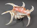 Verzamelbare schelp Zeeschelp - Lambis Chiragra (Zonder, Verzamelen, Nieuw