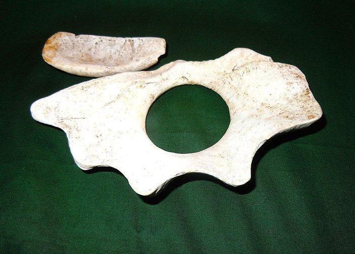 monnaie en coquillage traditionnelle - Erromango - Kanak -, Antiek en Kunst, Kunst | Niet-Westerse kunst