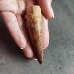 Dinosaurus - Fossiele tand - Sehr großer Spinosaurus, Verzamelen, Mineralen en Fossielen