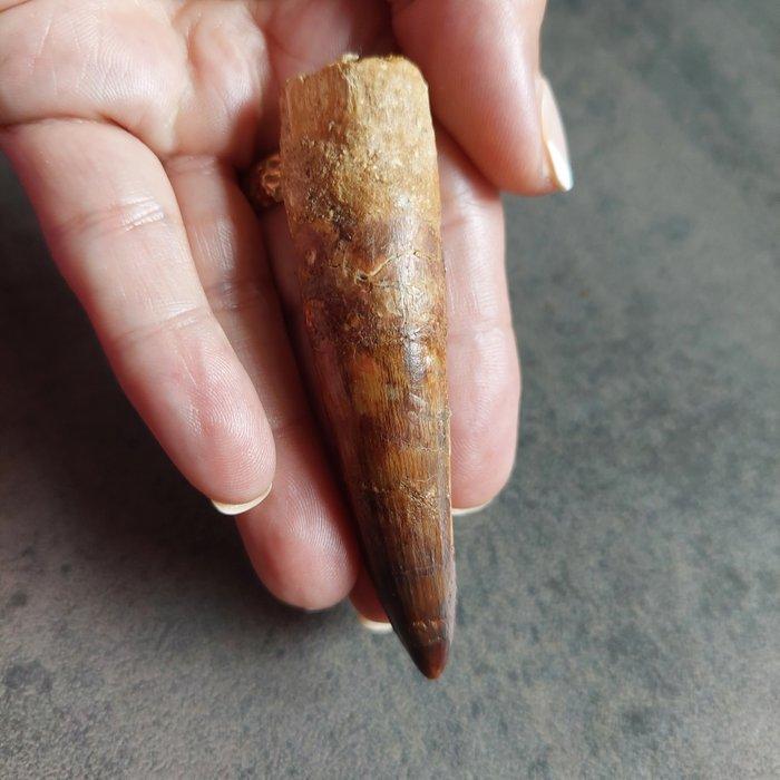 Dinosaurus - Fossiele tand - Sehr großer Spinosaurus, Verzamelen, Mineralen en Fossielen