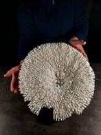 enorme corallo table Taxidermie volledige montage - Acropora