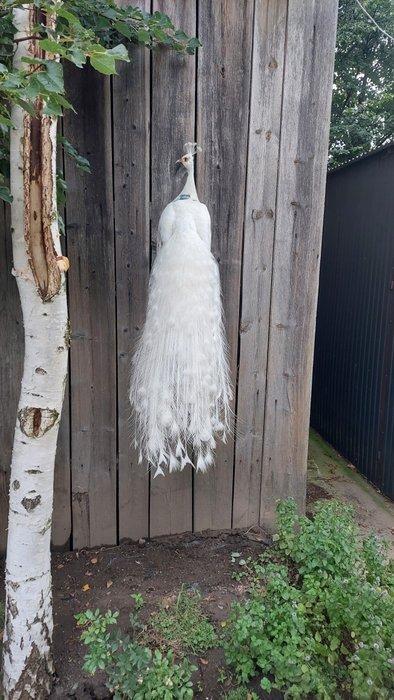 Pauw Taxidermie volledige montage - (Pavo cristatus) - 175, Verzamelen, Dierenverzamelingen