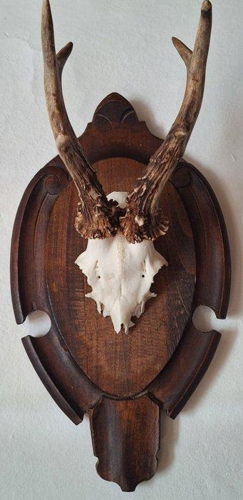 Reebok Schedel met gewei - Capreolus Capreolus - 38 cm - 20, Antiquités & Art, Curiosités & Brocante