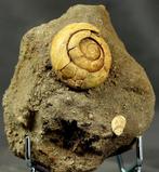 Fine coquille fossile - Animal fossilisé - Mesontodopsis