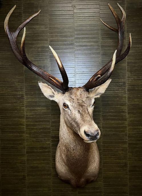Edelhert Taxidermie Opgezette Dieren By Max, Verzamelen, Dierenverzamelingen, Opgezet dier, Nieuw, Wild dier, Ophalen of Verzenden