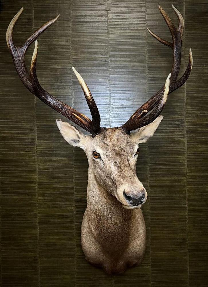 Edelhert Taxidermie Opgezette Dieren By Max, Verzamelen, Dierenverzamelingen, Opgezet dier, Nieuw, Wild dier, Ophalen of Verzenden