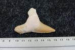 Fossile haaientand XL --PAS DE PRIX DE RÉSERVE-- - Dent