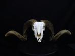 Sheep Skull with large curled horns Bot - Ovis aries - 0 cm