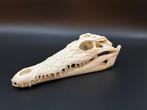 Nijlkrokodil Schedel - Crocodylus niloticus - 7 cm - 10 cm -