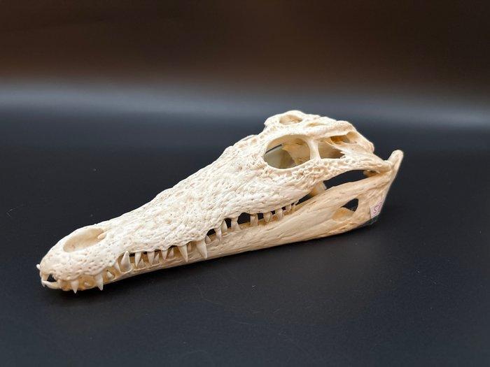 Nijlkrokodil Schedel - Crocodylus niloticus - 7 cm - 10 cm -, Antiek en Kunst, Curiosa en Brocante