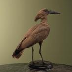 Hamerkop Taxidermie Opgezette Dieren By Max, Verzamelen, Dierenverzamelingen, Ophalen of Verzenden, Nieuw, Vogel, Opgezet dier