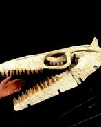Mosasaurus - Fossiele schedel - mosasaurus sp - 40 cm - 53, Verzamelen, Mineralen en Fossielen