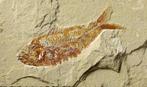 Prachtigste fossiele vis op steen - - Gefossiliseerd dier -