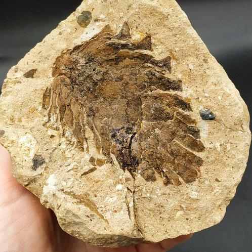 Dennentak - Fossiele plaatmatrix - Pinus pinaster, Verzamelen, Mineralen en Fossielen