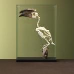 Trompetneushoornvogel M Skelet, Ophalen of Verzenden, Nieuw, Vogel, Opgezet dier