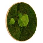 Mosschilderij Rond 100 cm Ongelakt Eiken - Esbjerg, Verzenden, Nieuw