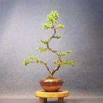 Jeneverbes bonsai (Juniperus) - Hoogte (boom): 32 cm -