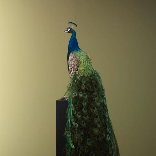 Blauwe Pauw Taxidermie Opgezette Dieren By Max, Verzamelen, Dierenverzamelingen, Opgezet dier, Nieuw, Vogel, Ophalen of Verzenden