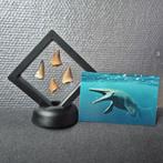Dinosaurus Tand - Mosasaurus - 7 cm - 5 cm - 7 cm - (4), Verzamelen, Dierenverzamelingen, Nieuw