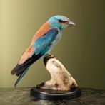 Scharrelaar Taxidermie Opgezette Dieren By Max, Verzamelen, Ophalen of Verzenden, Nieuw, Vogel, Opgezet dier