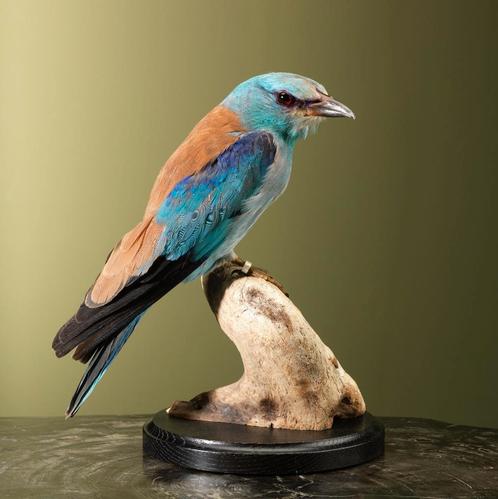 Scharrelaar Taxidermie Opgezette Dieren By Max, Verzamelen, Dierenverzamelingen, Opgezet dier, Nieuw, Vogel, Ophalen of Verzenden