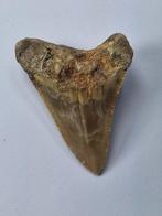 Megalodon - Fossiele tand - 6.7 cm, Verzamelen, Mineralen en Fossielen