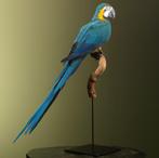 Blauw-Gele Ara Taxidermie Opgezette Dieren By Max, Ophalen of Verzenden, Nieuw, Vogel, Opgezet dier