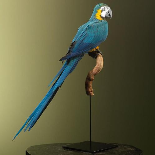 Blauw-Gele Ara Taxidermie Opgezette Dieren By Max, Verzamelen, Dierenverzamelingen, Opgezet dier, Nieuw, Vogel, Ophalen of Verzenden