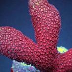 Porites Bordeaux Frag (Ong 2-3 cm), Animaux & Accessoires