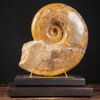 Buitengewone ammonietfossiel op elegante basis - Ammonite