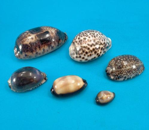 Mooie verzameling Cypraea Zeeschelp - Cypraea  (Zonder, Verzamelen, Dierenverzamelingen
