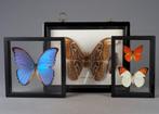 Atlas Moth, Orange tip, Morpho Didius - Taxidermie volledige, Verzamelen, Nieuw