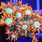 Goniopora Fire &amp; Ice Frag (2-3 cm)