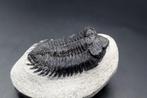 Trilobiet - Fossiele matrix (Zonder minimumprijs)