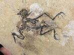 fossiele vogel - Gefossiliseerd geleed skelet - liaoxiornis