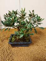 Olijf bonsai (Olea europaea) - Hoogte (boom): 20 cm - Diepte