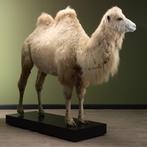Kameel Taxidermie volledige montage - Camelus bactrianus -, Nieuw