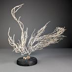 Schitterende witte Gorgonian Koraal - Gorgoncea sp (Zonder, Verzamelen, Nieuw