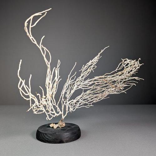 Schitterende witte Gorgonian Koraal - Gorgoncea sp (Zonder, Verzamelen, Dierenverzamelingen