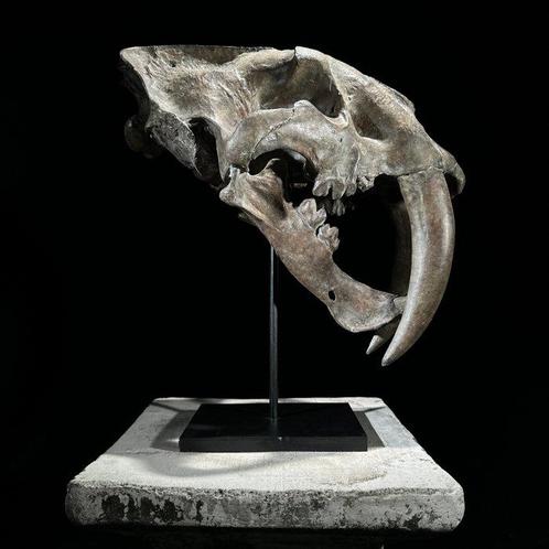 PRIX NON RÉSERVÉ - Une réplique de crâne de tigre à dents de, Antiek en Kunst, Kunst | Designobjecten
